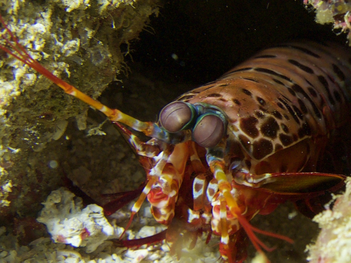 Mantis Shrimp 