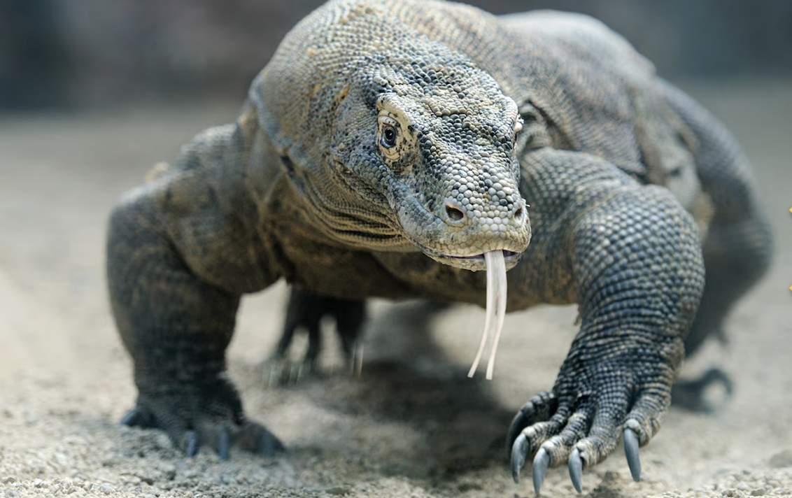 Komodo Dragon 