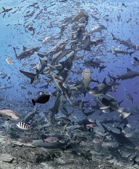 Sharks in Fiji 