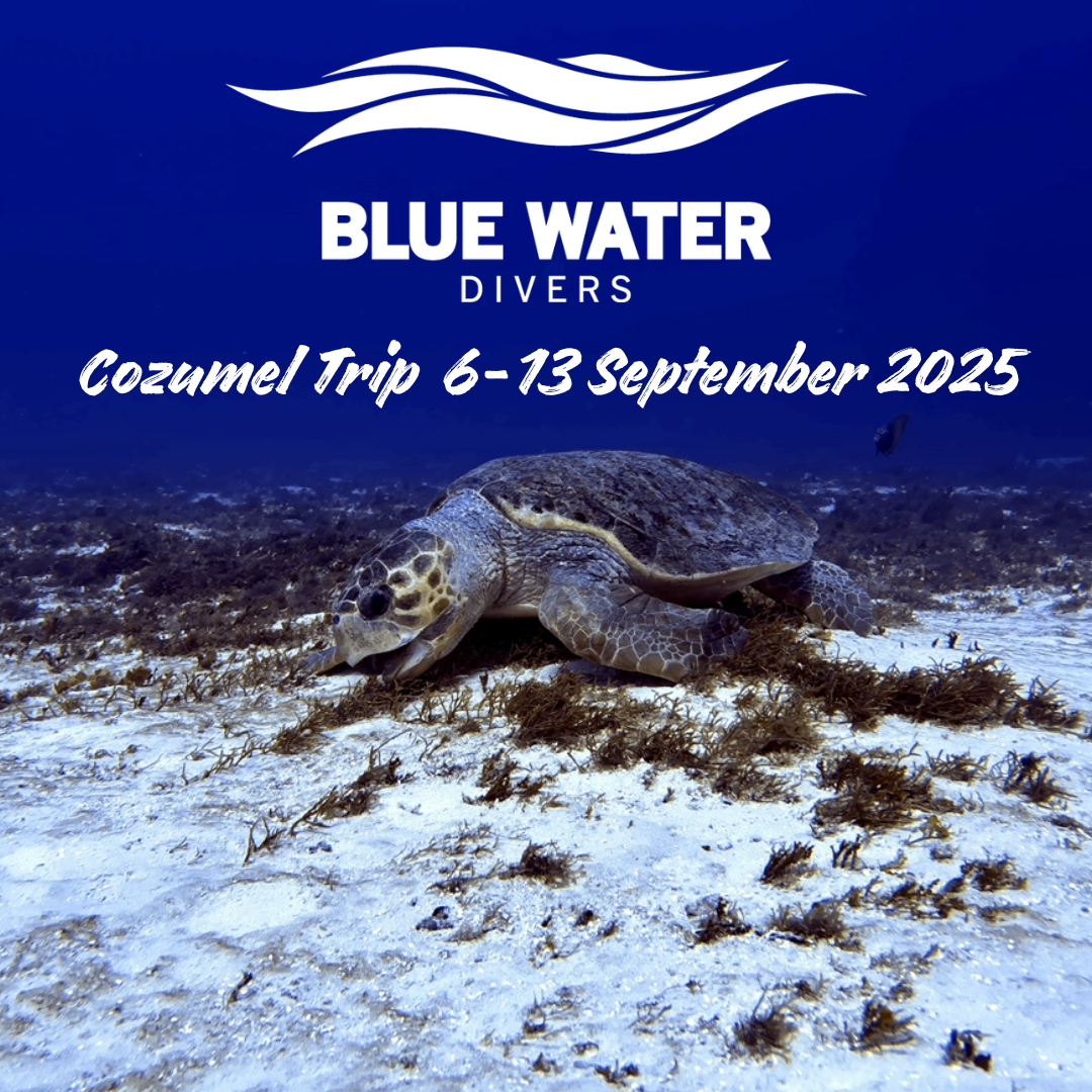 Cozumel Trip - September 2025