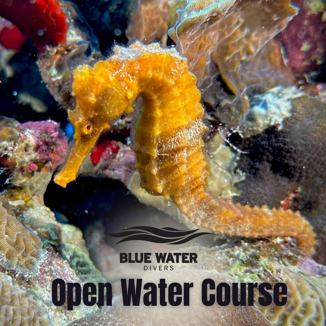 Sign Up For An Open Water Course Today...