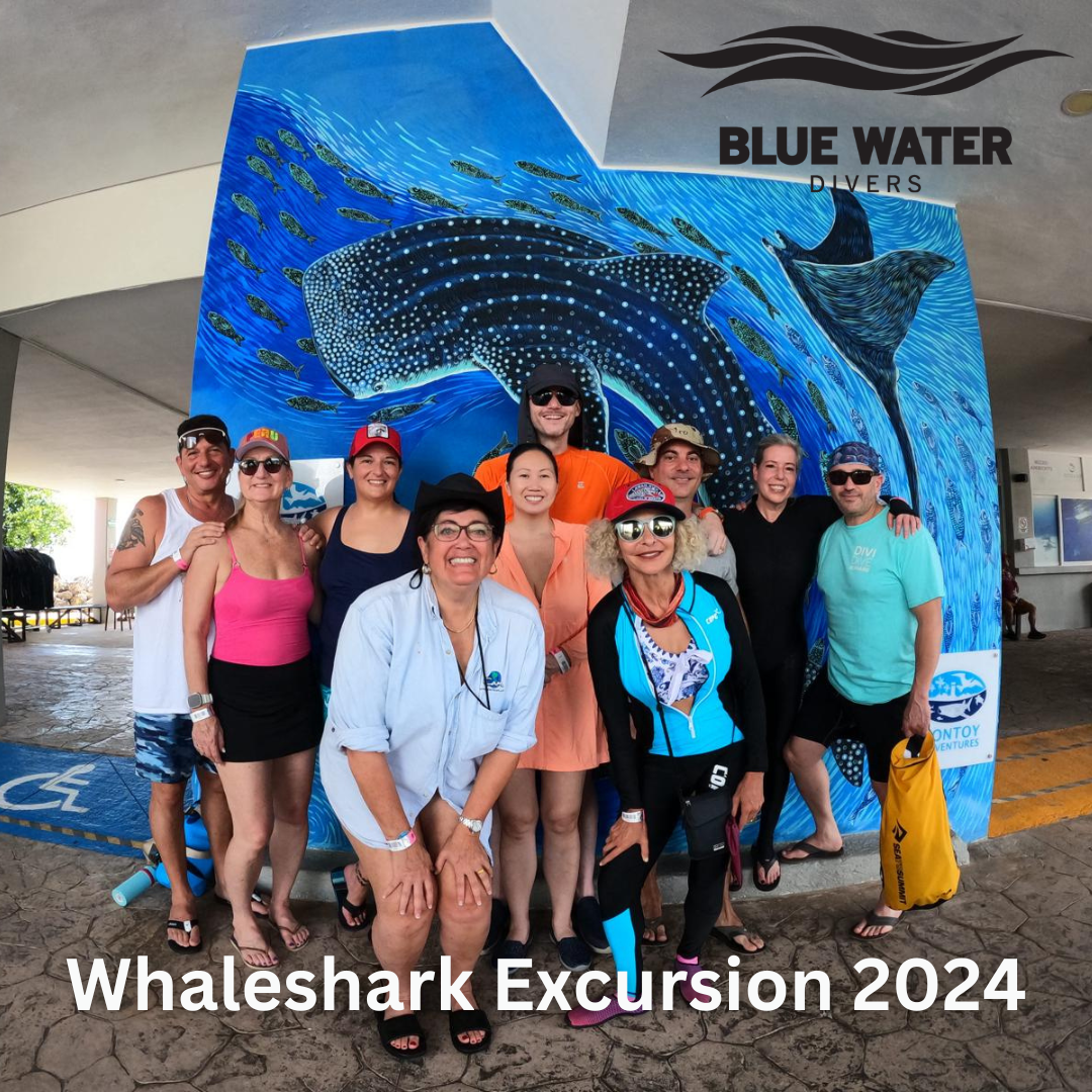 Whale Shark Excursion On Our Cozumel Trip- 2024