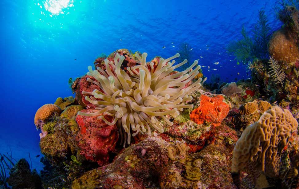 Force Blue Trains Military Veterans In Mission To Preserve Coral Reefs