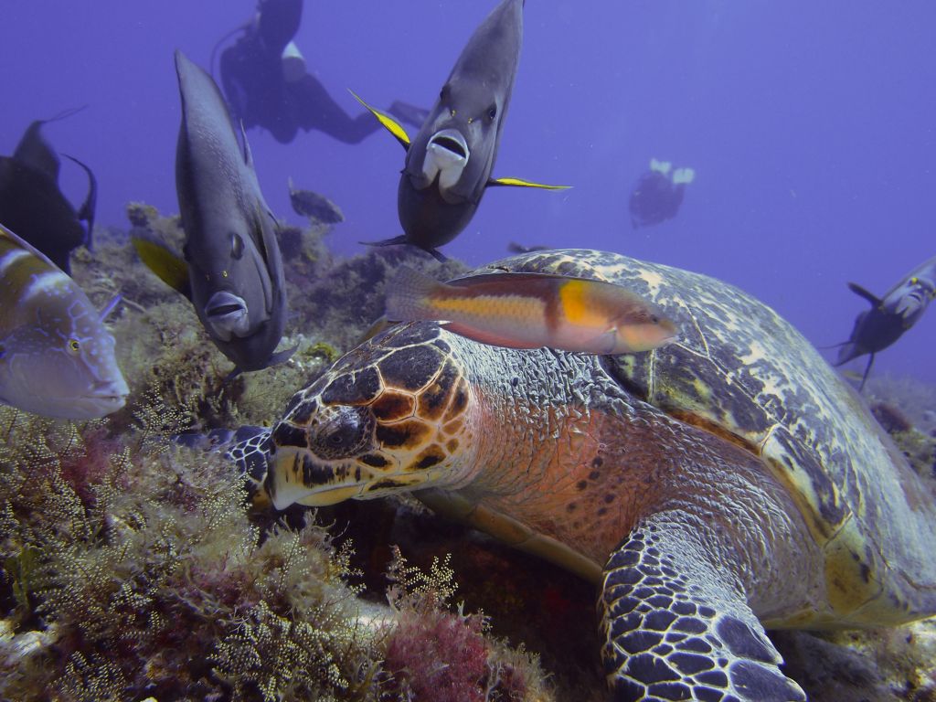 Cozumel August Whale Sharks 2024