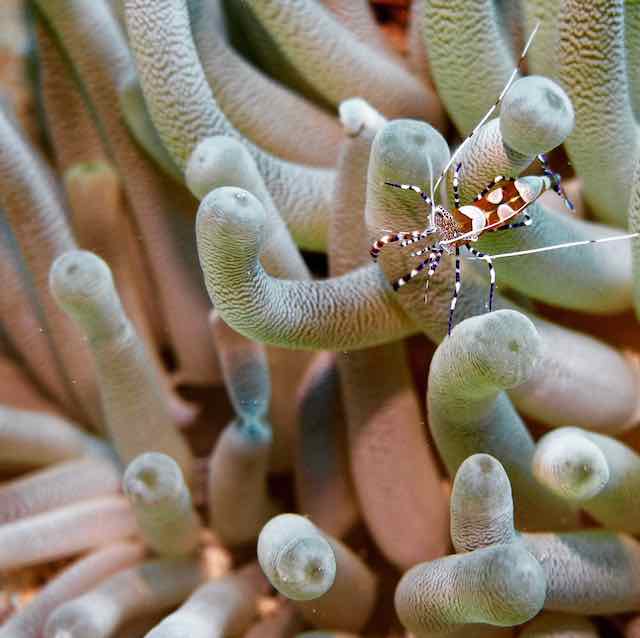 Anemone Shrimp Bonaire 